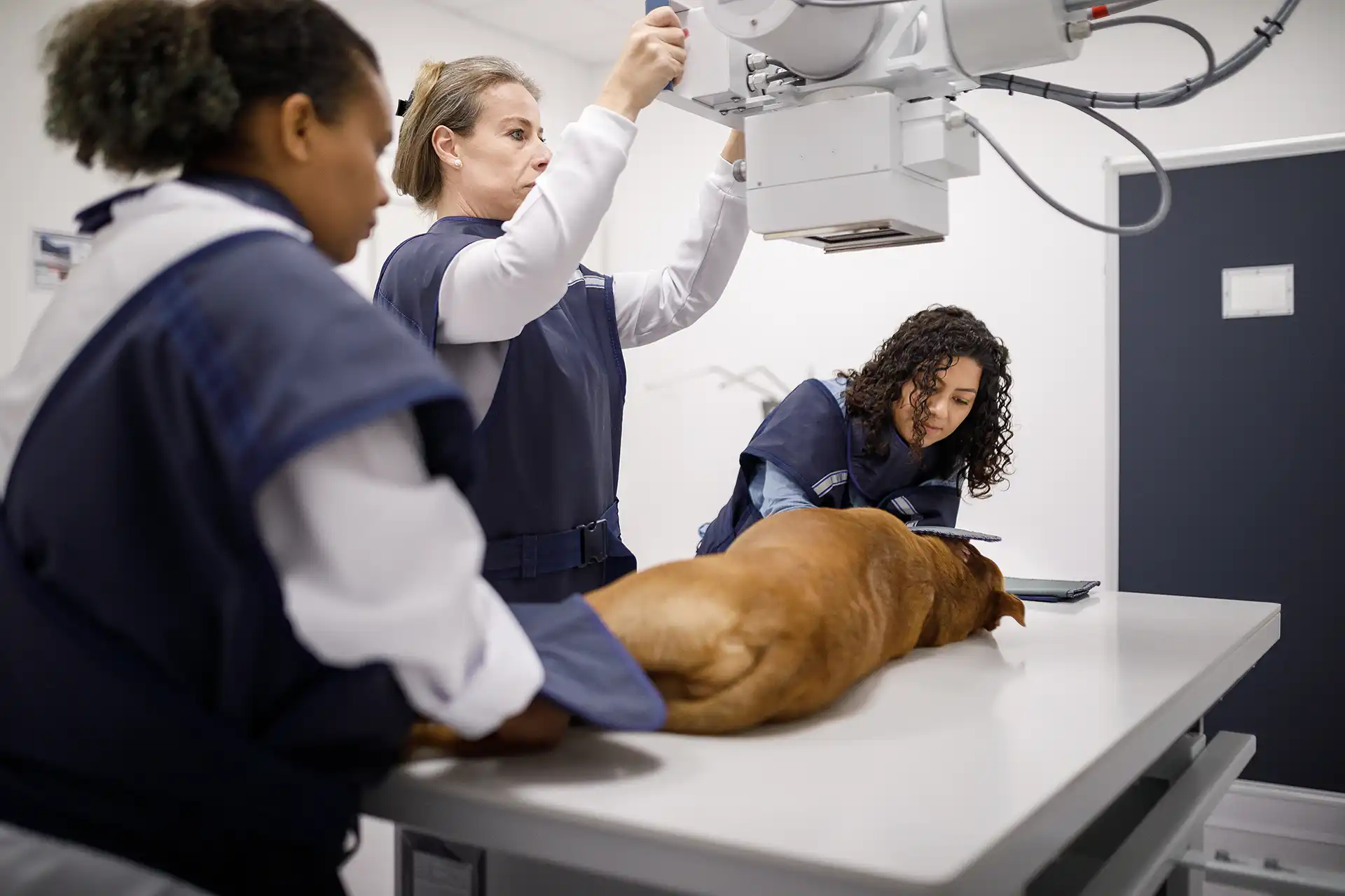 a dog receiving an x-ray
