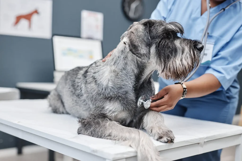 Mini Schnauzer being examined